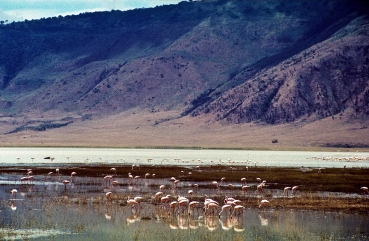 Flamingos im Ngorongoro Schutzgebiet, Tansania